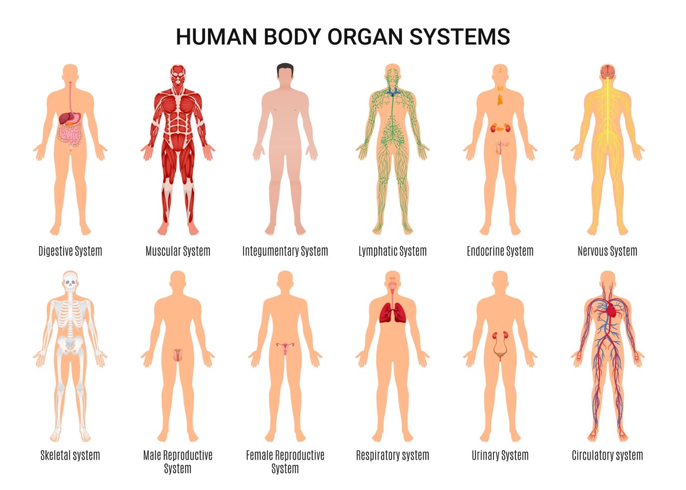 Some Systems that you have to study in USMLE Step 2 CK.