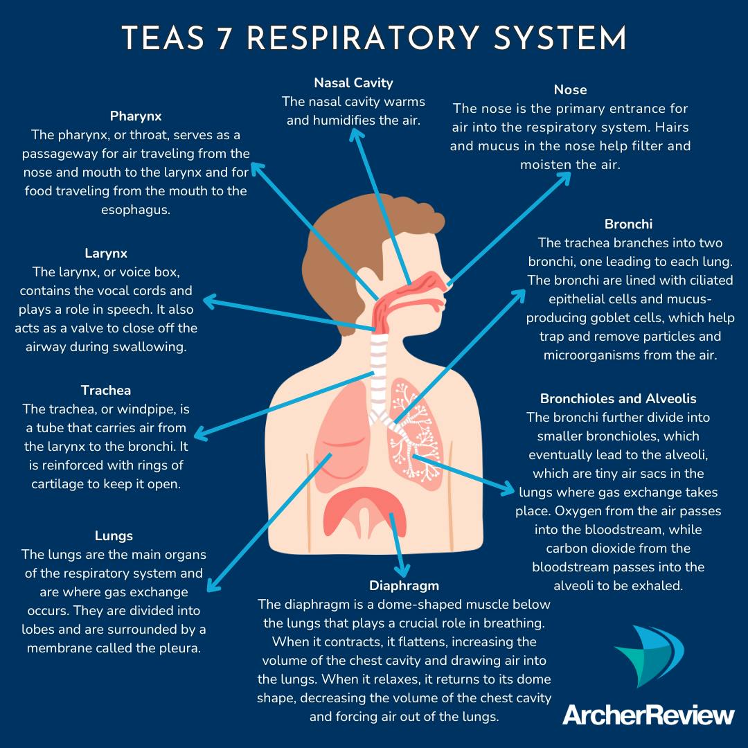 Respiratory System TEAS7 AP